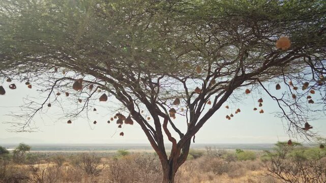 Multiple woven weaver bird nests hanging from a large acacia tree, showing communal nesting behavior in an open savanna landscape