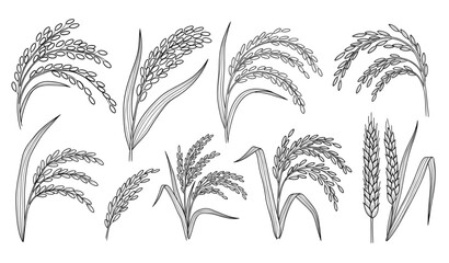 Decorative hand drawn rice cereal doodle vector sketch collection © Mdsabbir