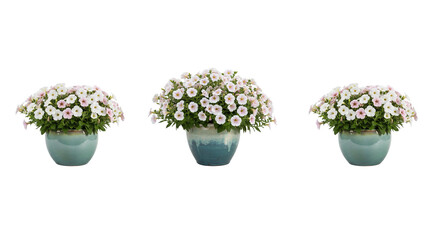 Flower Pot Arrangement on transparent background,png