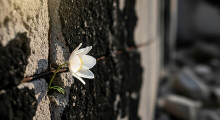 A delicate white flower bravely blooms from a crack in a rough, dark, textured wall, symbolizing resilience and hope.