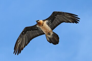 Obraz premium Gipeto