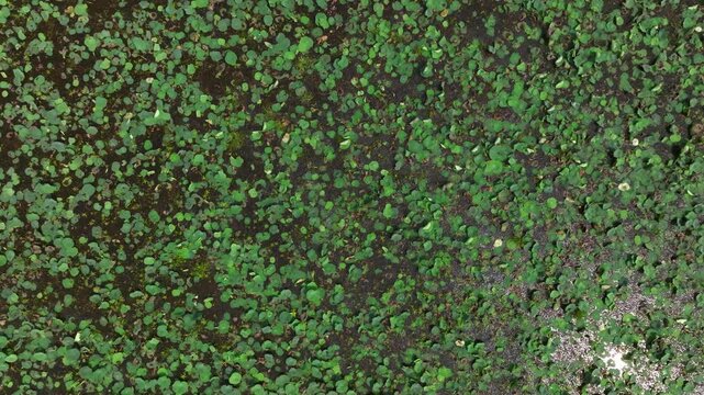 Sri Lanka top down drone shot of lotus leaves and aquatic vegetation forming natural patterns on lake surface.