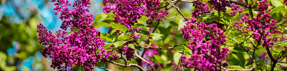 Obraz premium lilac bush against sky in the garden