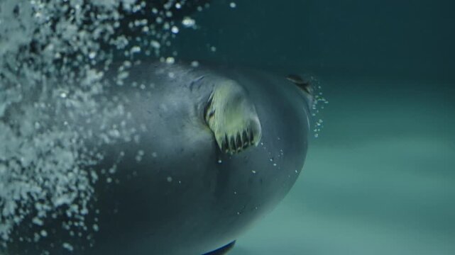 Underwater close-up of a gentle manatee gliding along a dimly lit aquarium tank floor, releasing bubbles as it investigates a small object near the bottom in a blue-green scene.