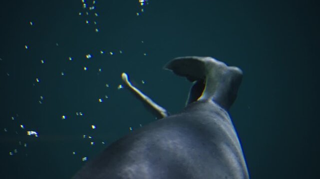 Graceful marine mammal glides through blue water, hind flipper sweeping as it rises toward the surface, breaking the ripples with a smooth back while bubbles trail in its wake.