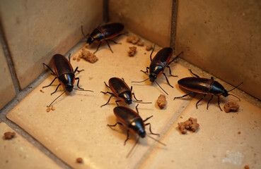 Several cockroaches crawl on tiled floor near scattered food crumbs. These nocturnal insects are common household pest, pose hygiene risks. They seek out sustenance in dark, undisturbed areas of home.