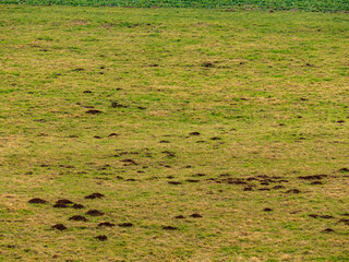 Viele Maulwurfshaufen auf einer Wiese