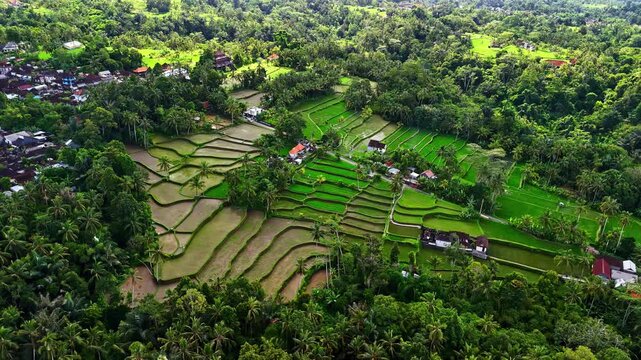 Scenic drone shot moving over lush Tegallalang rice terraces surrounded by palm trees and dense tropical rainforest in Ubud Indonesia