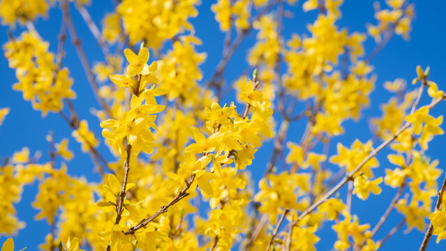 yellow spring leaves of forsythia or yellow bells flowers on branches on blue background
