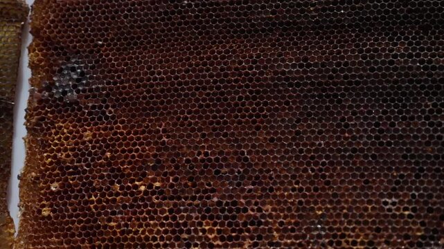 Macro view of dense honeycomb cells in a beehive frame, showcasing hexagonal beeswax architecture with capped and uncapped sections and rich natural texture across the hive
