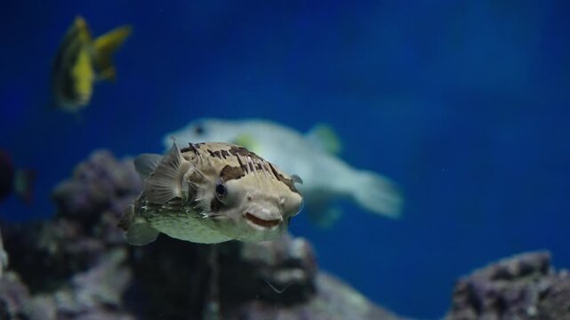 Close-up views of a porcupinefish swimming through a blue aquarium, surrounded by colorful tropical reef fish and rocky corals, captured with shallow depth of field in two frames.