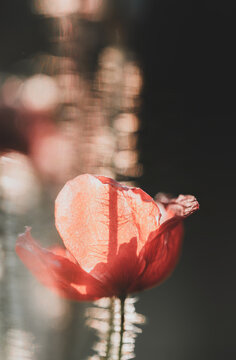 Fleur en macro minimaliste sur fond flou