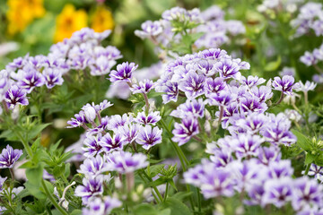 Obraz premium Beautiful Drummond's Phlox (Phlox drummondii) flowers.