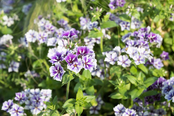Beautiful Drummond's Phlox (Phlox drummondii) flowers.
