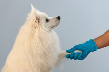 The dog gives its paw to the veterinarian. Pet health concept © Tanya Nef