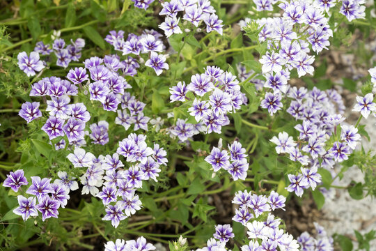 Beautiful Drummond's Phlox (Phlox drummondii) flowers.