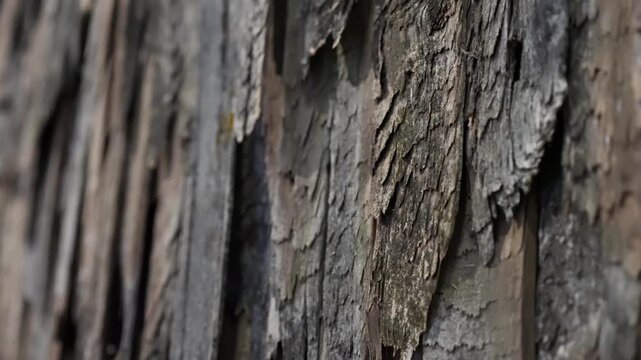 Macro close-up of weathered tree bark with peeling layers and rugged textures, revealing an organic, abstract pattern of splintered wood in earthy tones and shallow depth of field