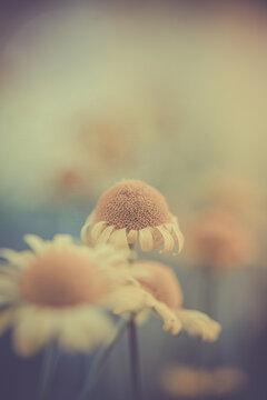 Fleur en macro minimaliste sur fond flou