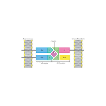 T cell receptor binding to MHC&ndash;peptide complex diagram showing antigen presentation and immune recognition at the cell surface simple diagram