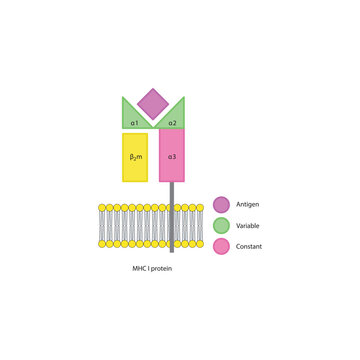 MHC class I protein structure in cell membrane diagram showing antigen presentation and variable and constant regions diagram