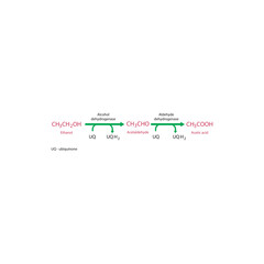 Ethanol metabolism pathway diagram showing alcohol dehydrogenase and aldehyde dehydrogenase converting ethanol to acetaldehyde and acetic acid via ubiquinone