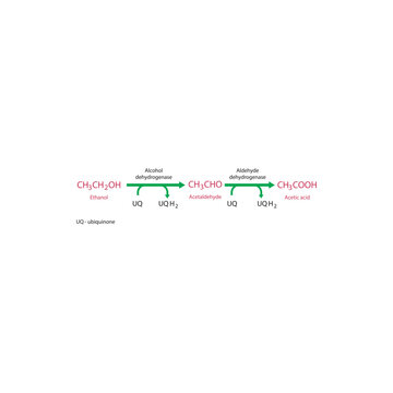 Ethanol metabolism pathway diagram showing alcohol dehydrogenase and aldehyde dehydrogenase converting ethanol to acetaldehyde and acetic acid via ubiquinone