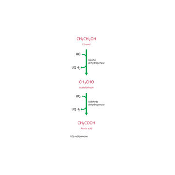 Ethanol metabolism pathway diagram showing alcohol dehydrogenase and aldehyde dehydrogenase converting ethanol to acetaldehyde and acetic acid via ubiquinone