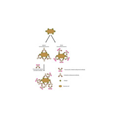 Direct and indirect immunofluorescence assay diagram showing fluorescent antibody labeling for detection of pathogen surface antigens