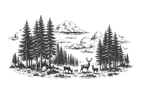 Vintage hand drawn engraving style vector illustration of a pine forest landscape featuring wild deer grazing among evergreen trees and mountain clouds.