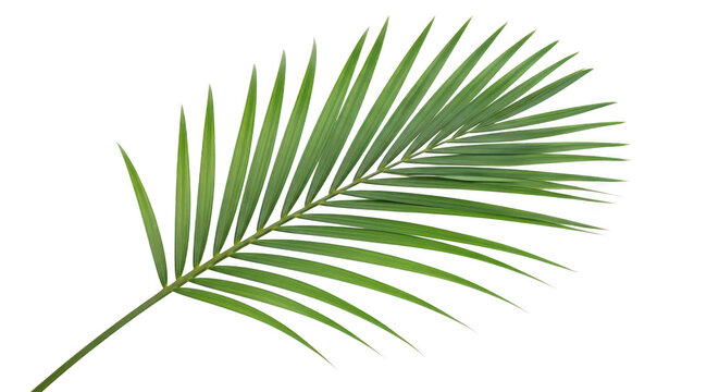 Lush green palm frond