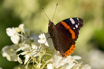 ein Admiral (Schmetterling) auf einer Bl&uuml;te in Nahaufnahme 