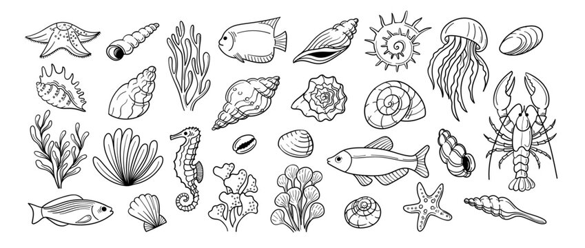 Marine wildlife doodle. Coral, starfish and shell, seahorse and mollusk, lobster and seaweed, jellyfish fish cute aquarium sea creatures. Hand drawn isolated ocean animals, nautical sketch vector set