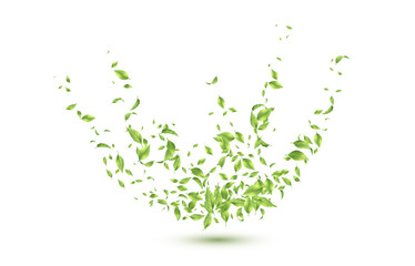 Flying green tea leaves. Splash of green leaves. Green leaves in motion on a white background