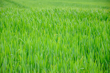 Obraz premium Fresh green wheat grass growing in spring The concept of vitality