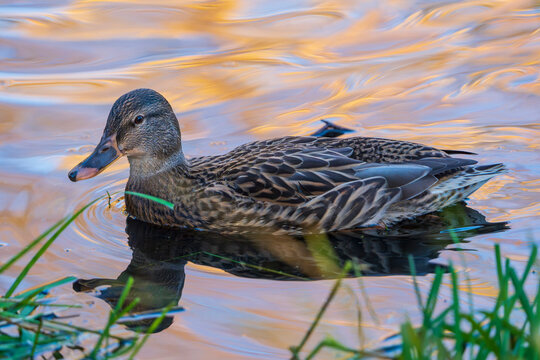 mallard (Anas platyrhynchos)