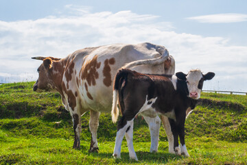 cow and calf are grazing in green field. sun is shining in clear sky. farm is located in rural area with hills in background. close up. © lunika
