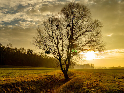Baum mit Vielen Misteln am Abend