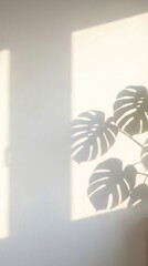 Leaf shadow playing on a sunlit wall.