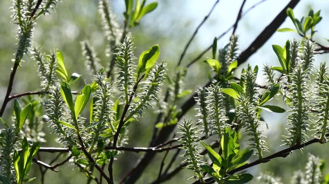 Willow branches with fluffy long cones (buds) swing in the wind on a summer spring day.