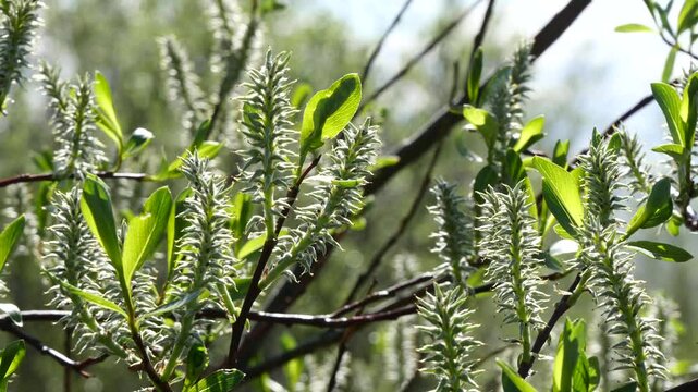 Willow branches with fluffy long cones (buds) swing in the wind on a summer spring day.