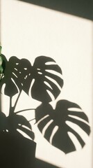 Monstera shadow cast on a white wall.