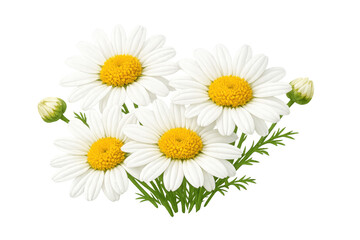 Fototapeta premium White spring daisy flowers bouquet with yellow centers, green leaves, and buds on transparent background