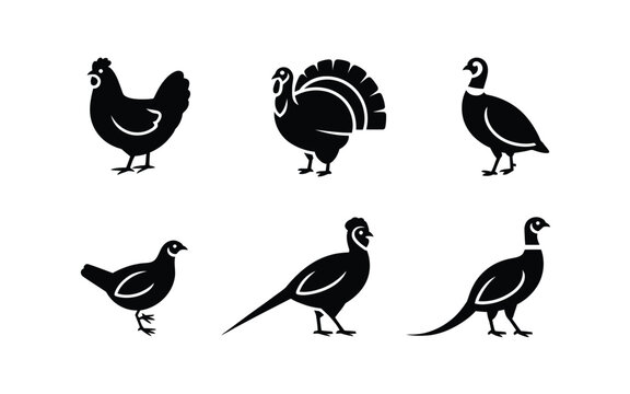 Farm poultry silhouette icons, chicken turkey quail shapes, agriculture expo poster, county fair event, farmers market signage, homestead workshop graphics