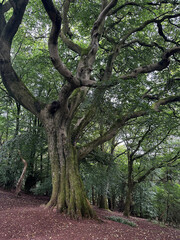 Fototapeta premium Ancient oak tree in forest