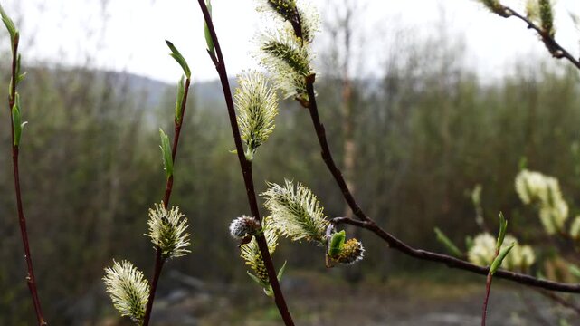 Willow branches with fluffy long cones (buds) swing in the wind on a summer spring day.