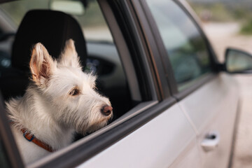 Medium-sized fluffy white dog looking out of a car window into the distance