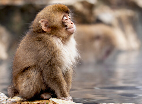 Baby Snow Monkey