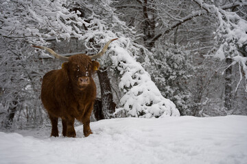 Highland cow in the snow