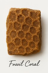 Prehistoric organic gemstone fossil coral with distinct radial patterns isolated
