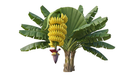 A banana tree with ripe yellow fruit